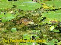 /home//u458753944/public_html/sourcegallery//Frogs/More bullfrogs/P8180163.JPG